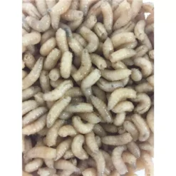 Pecheur.com ASTICOTS GOZZERS BLANCS