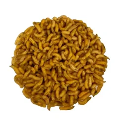 Pecheur.com ASTICOTS GOZZERS JAUNES