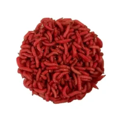 Pecheur.com ASTICOTS GOZZERS ROUGE