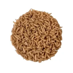 Pecheur.com PINKIES BLANCS