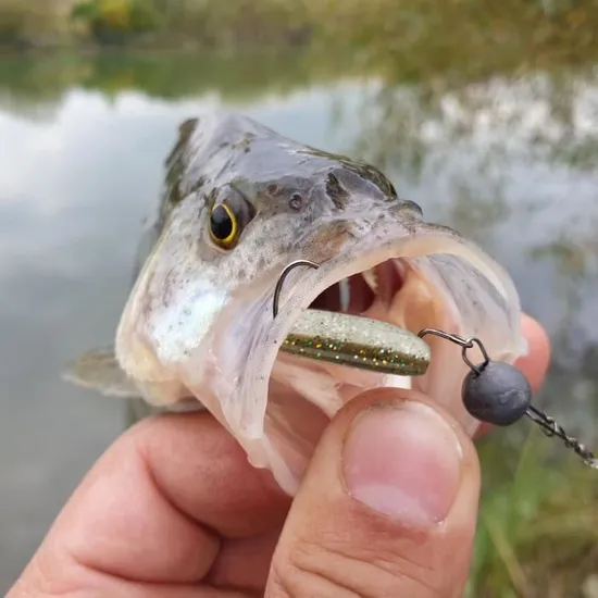 Sensas Rive Magasin -Sensas Rive Magasin 1boite de 50 d appats de peche artificiel en pvc