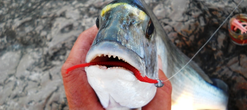 Sensas Rive Magasin -Sensas Rive Magasin appat pour peche