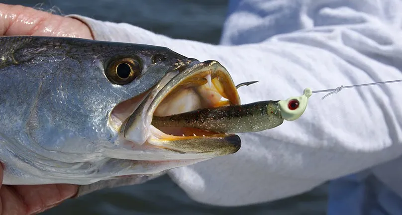 Sensas Rive Magasin -Sensas Rive Magasin sudestappat 02